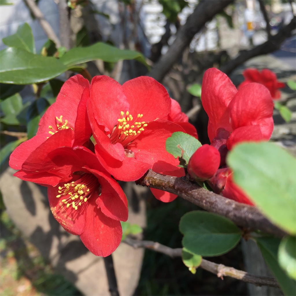 f:id:michimichi141:20190317223056j:image