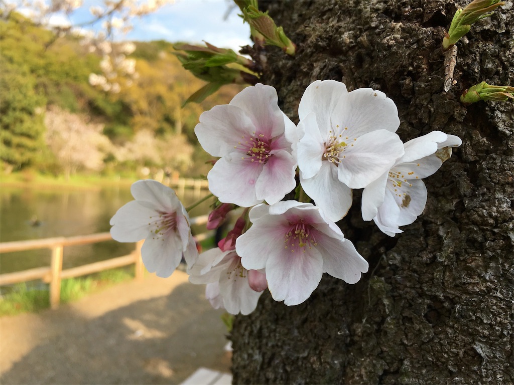 f:id:michimichi141:20190407221218j:image