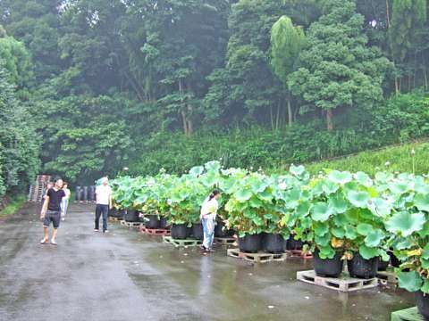 個別 鉢植えの蓮の花 蓮興寺 静岡県沼津市井出 0903 の写真 画像 東奔西歩の 遠足 近足 日記写真