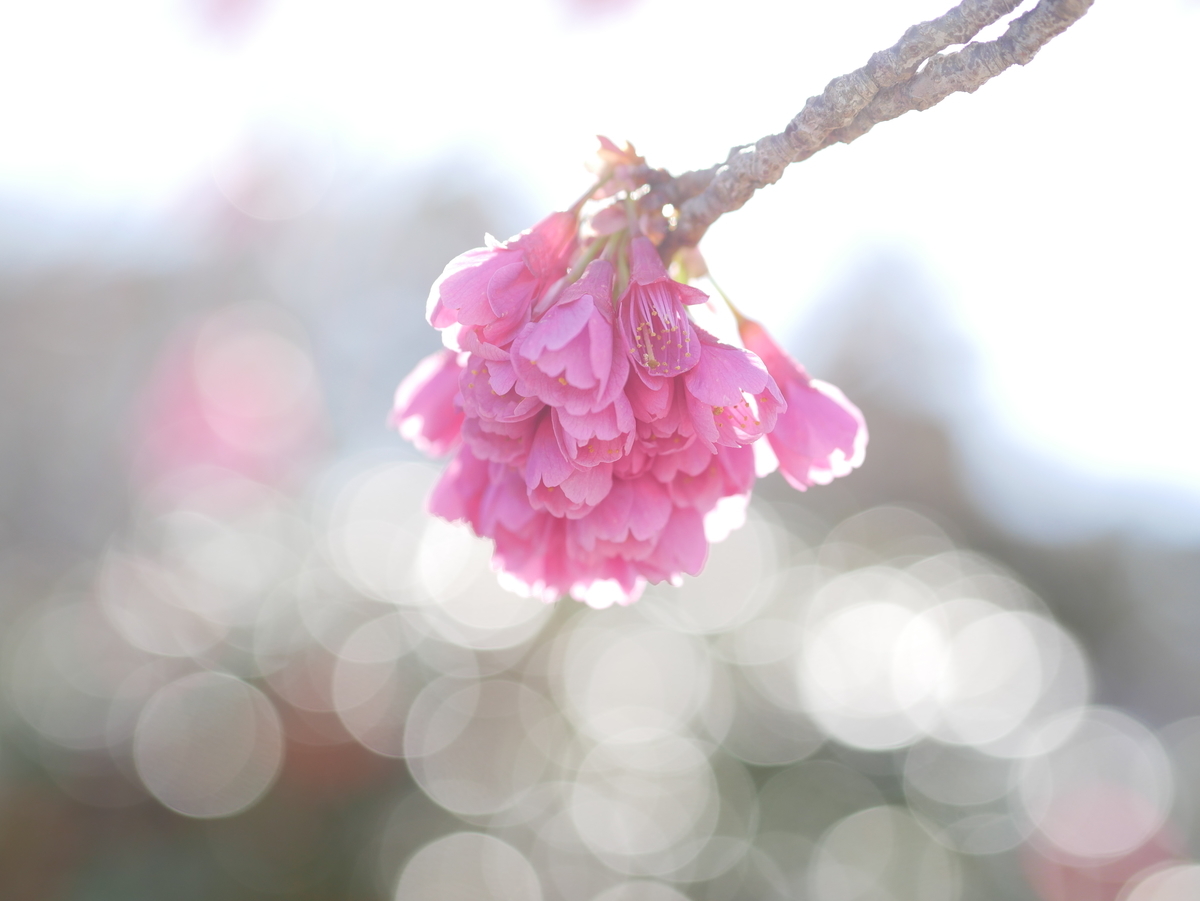 f:id:michirujunk:20200413015502j:plain f:id:michirujunk:20200413015502j:plain