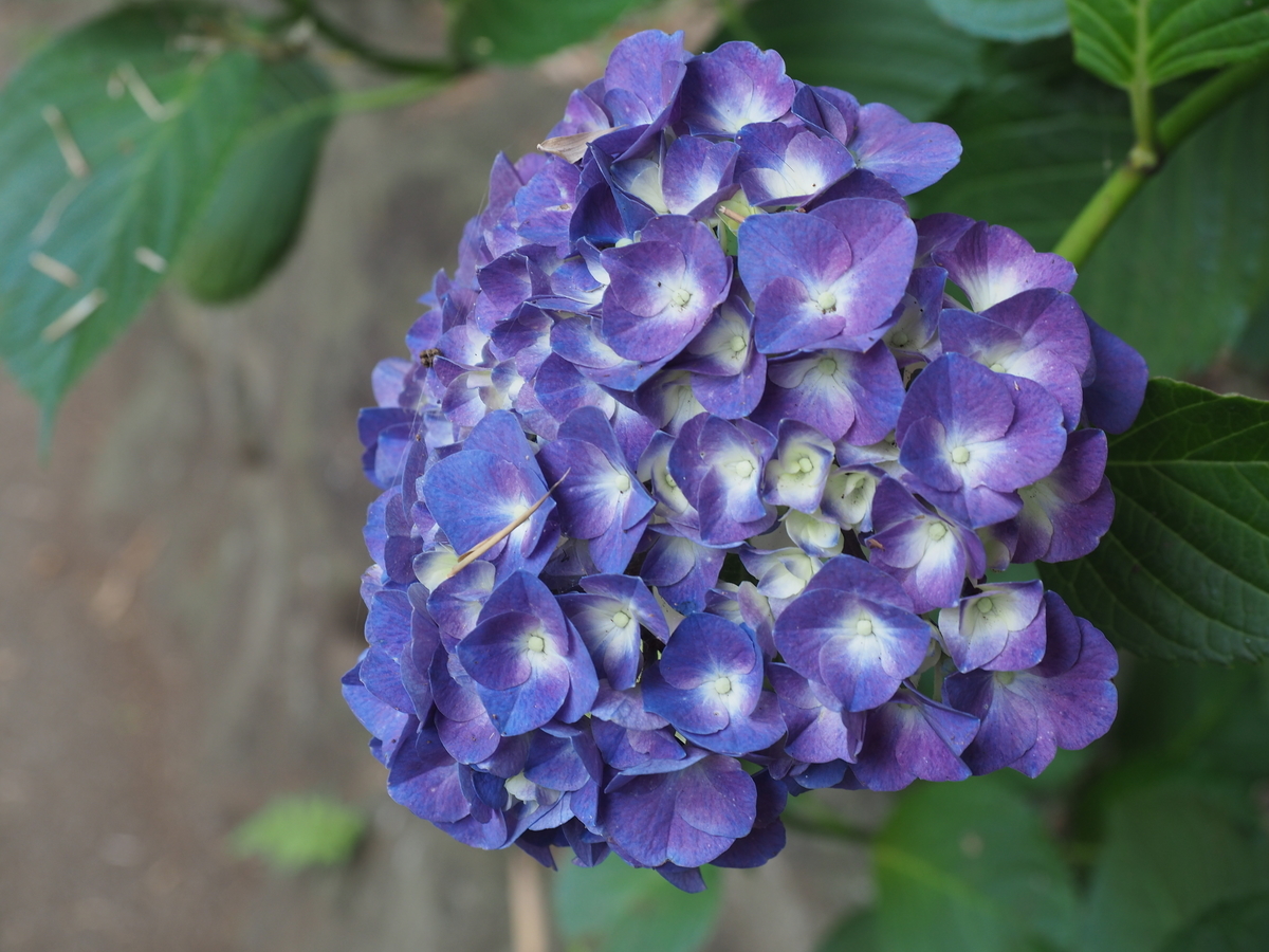f:id:michirujunk:20200717144419j:plain f:id:michirujunk:20200717144419j:plain