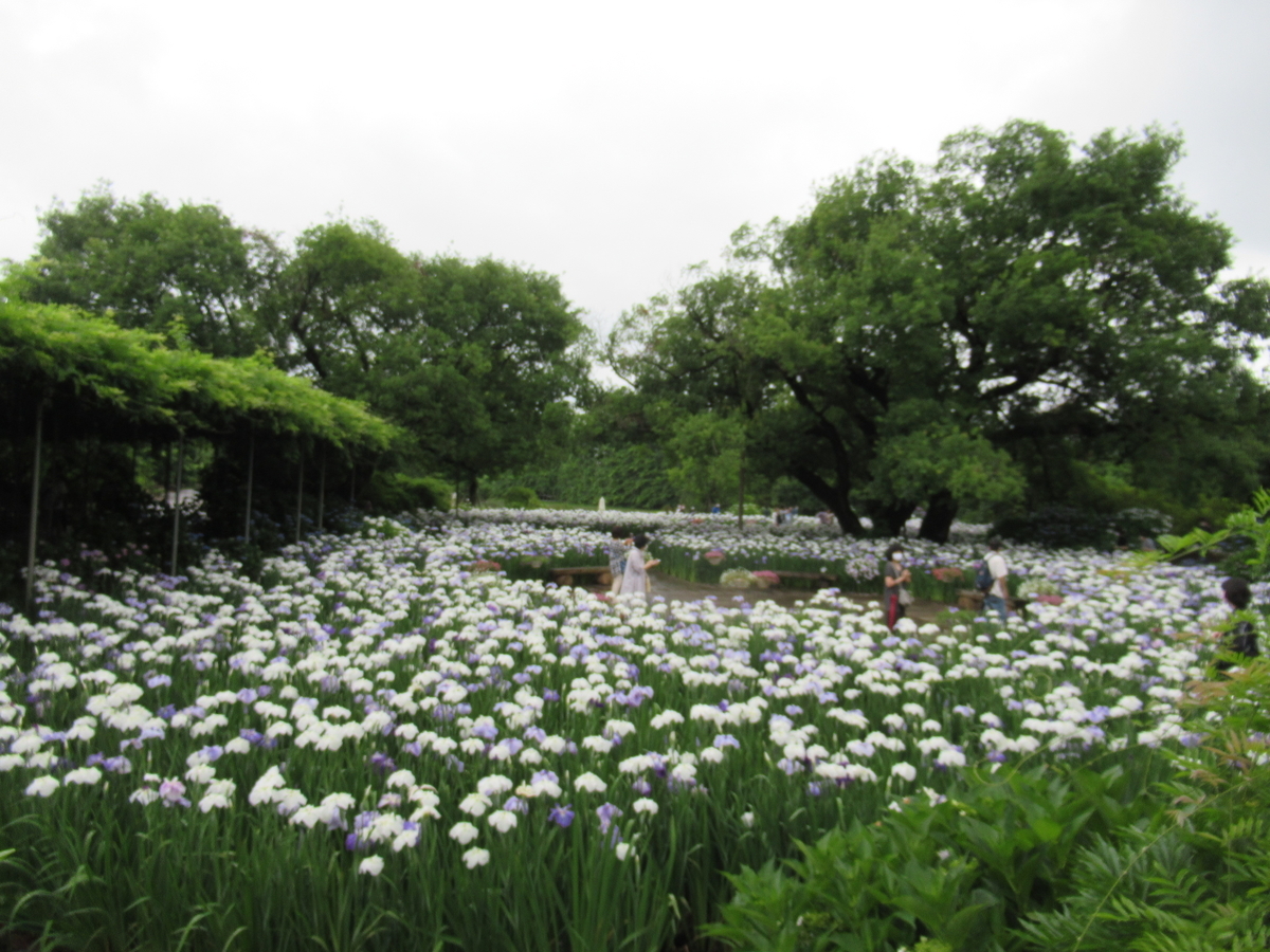 f:id:michiyoko:20200615095133j:plain