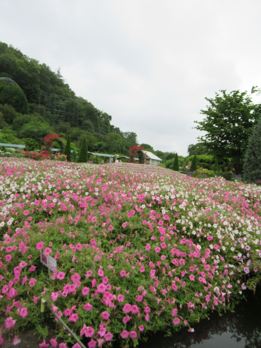 f:id:michiyoko:20200615100423j:plain