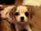 小犬の時はこんな顔 (early '98)