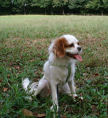 bonPark-1.jpg