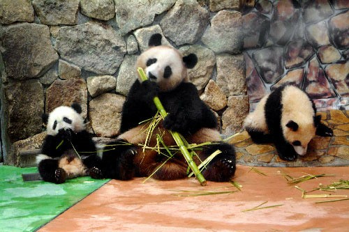 f:id:mickymagicabc:20210625103657j:image