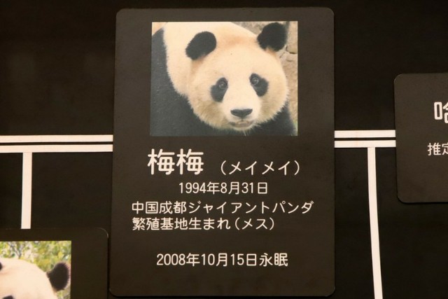 f:id:mickymagicabc:20210625103823j:image