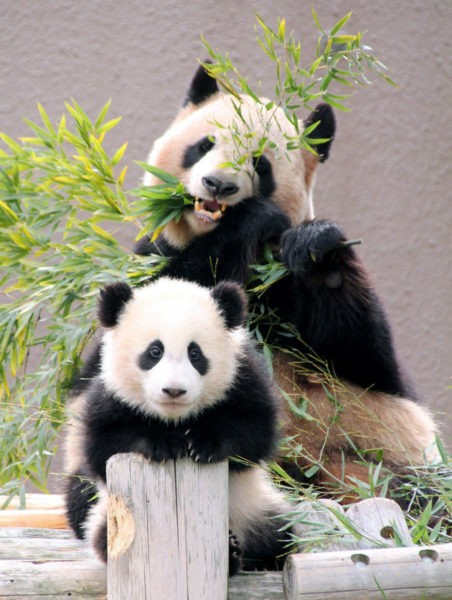 f:id:mickymagicabc:20210625104201j:image