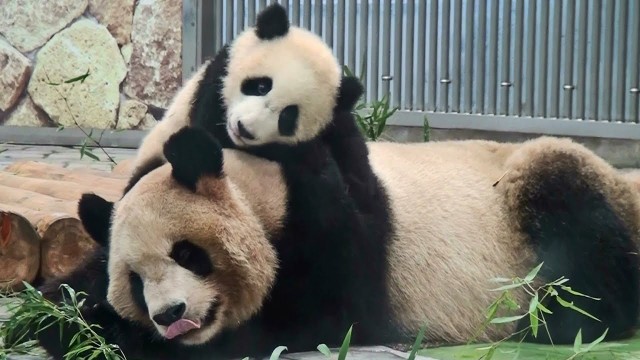 f:id:mickymagicabc:20210625105106j:image