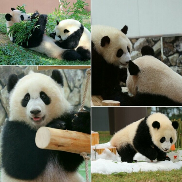 f:id:mickymagicabc:20210625105340j:image