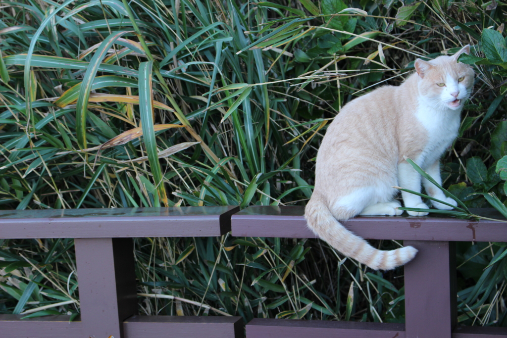 f:id:micmeowning:20161125022609j:plain