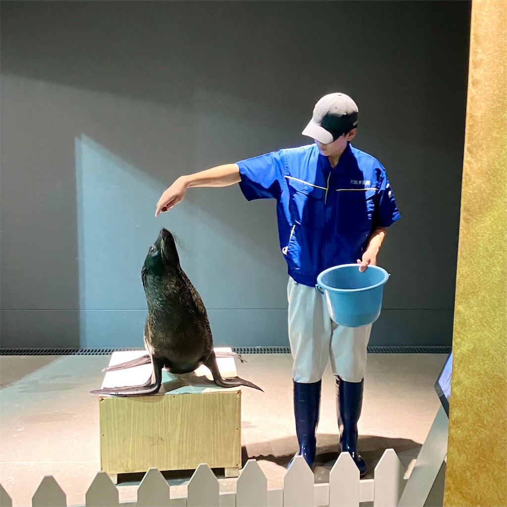 宮島水族館のオットセイ