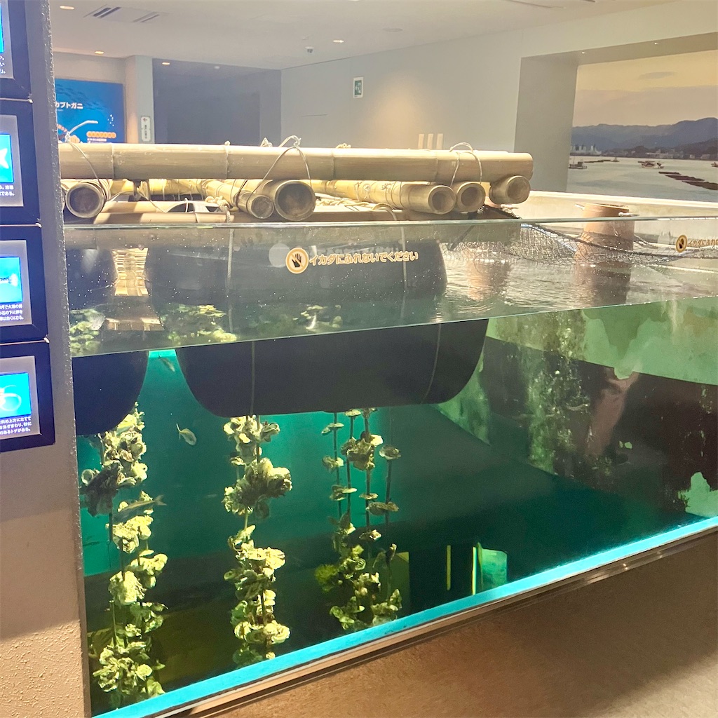 宮島水族館の牡蠣筏の展示