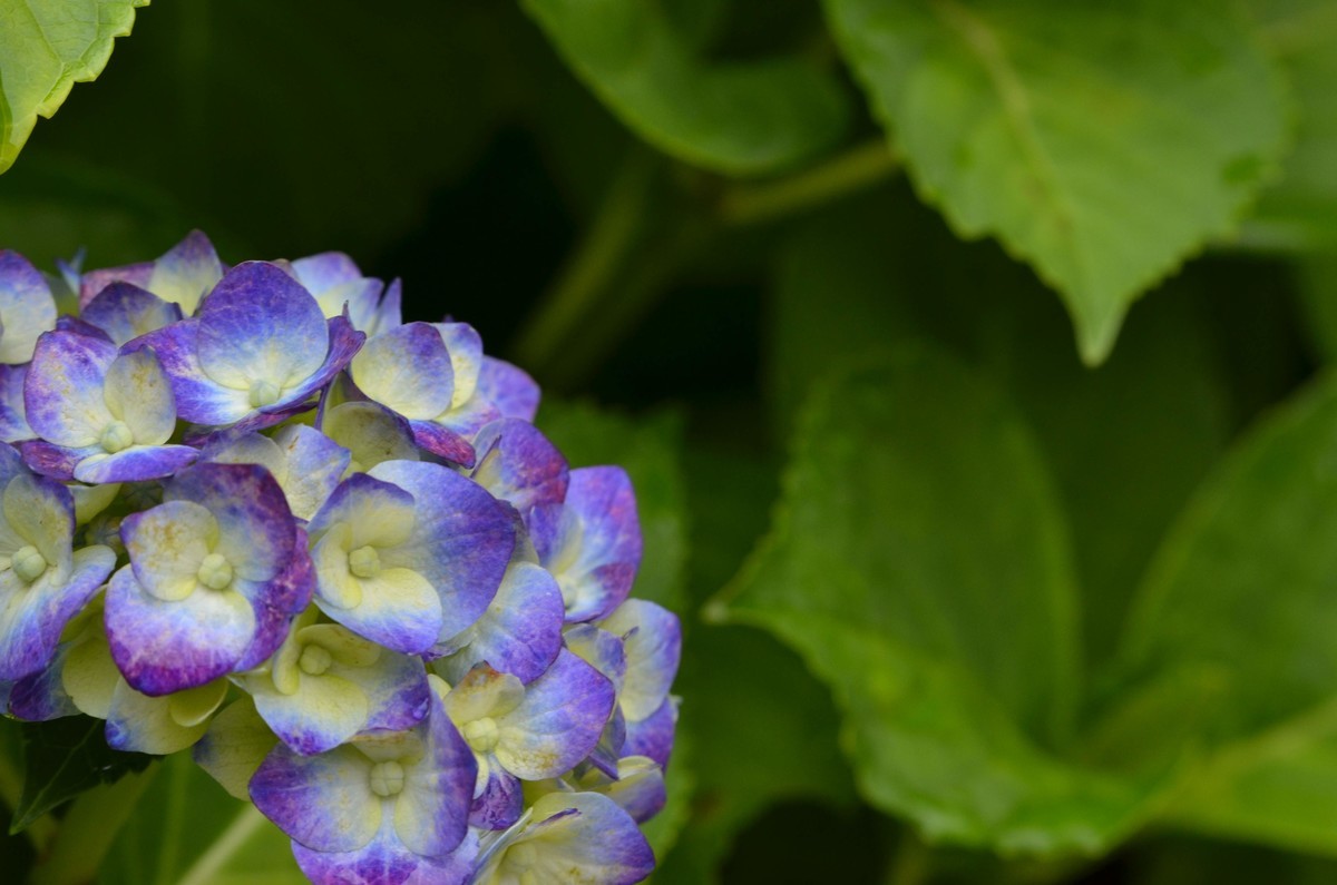 f:id:microfilm:20190608080023j:plain f:id:microfilm:20190608080023j:plain