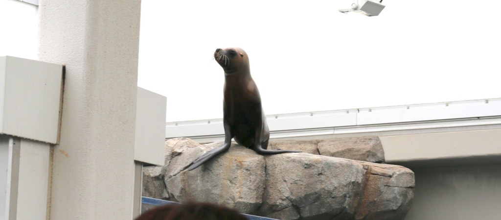 f:id:micvany:20170803232610j:plain f:id:micvany:20170803232610j:plain