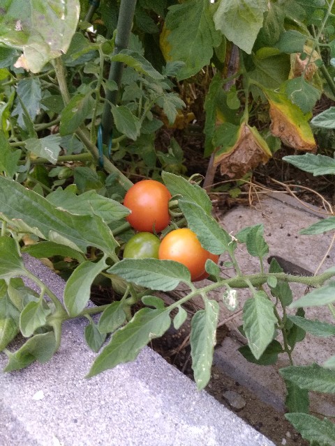 f:id:micyam-ucyan:20180718162155j:image