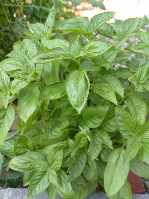 f:id:micyam-ucyan:20180718162203j:image