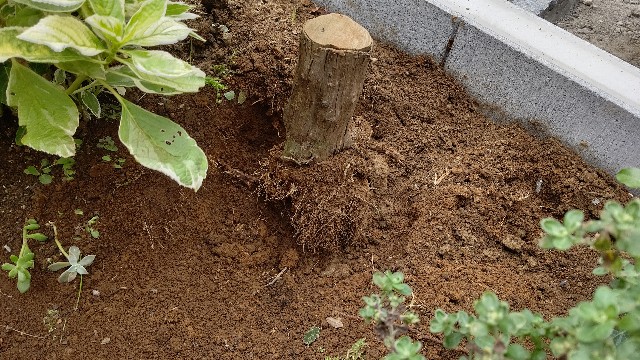 f:id:micyam-ucyan:20200913120325j:image