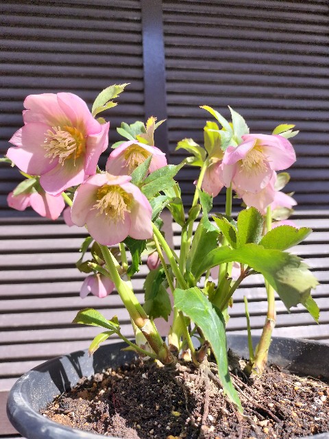 〈匿名発送〉089クリスマスローズ 写楽　シャラク　sd　株分け苗　ストロー 匿名発送〉089クリスマスローズ 写楽 シャラク sd 株分け苗 ストロー