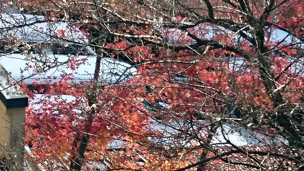 f:id:mid40-shinmaipapa:20181228210829j:plain f:id:mid40-shinmaipapa:20181228210829j:plain
