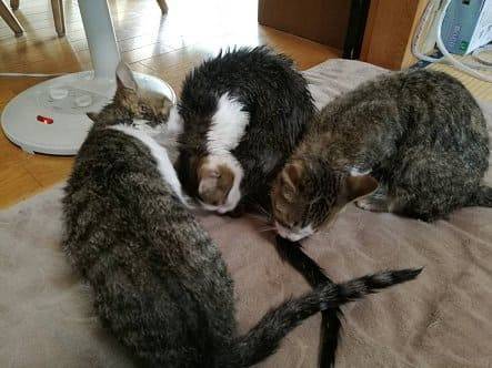 f:id:middle-aged-se:20180430192711j:plain