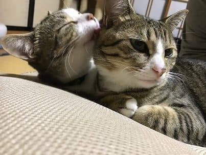 f:id:middle-aged-se:20180729115913j:plain