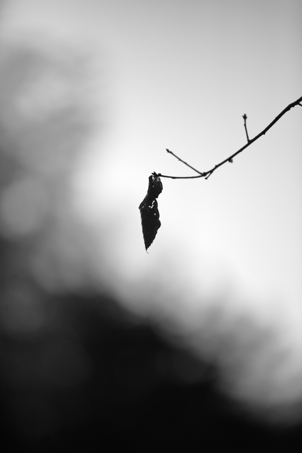 Canon EOS 5D MarkⅡ　＆　EF 135 F2L USM