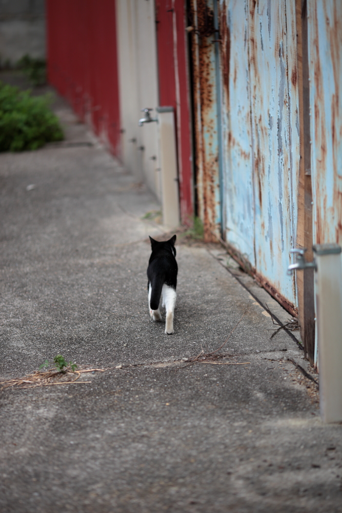 f:id:midnightblue1972:20211024093812j:plain