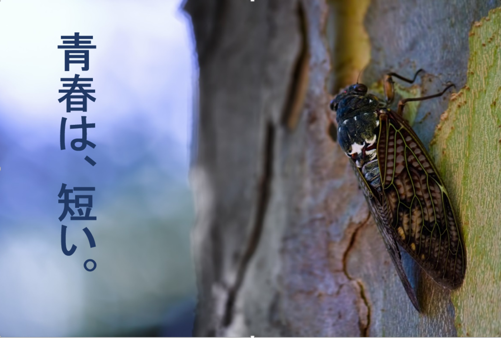 f:id:midnightfreeway:20181222072337p:plain