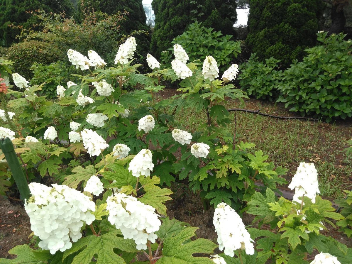 珍しいアジサイ