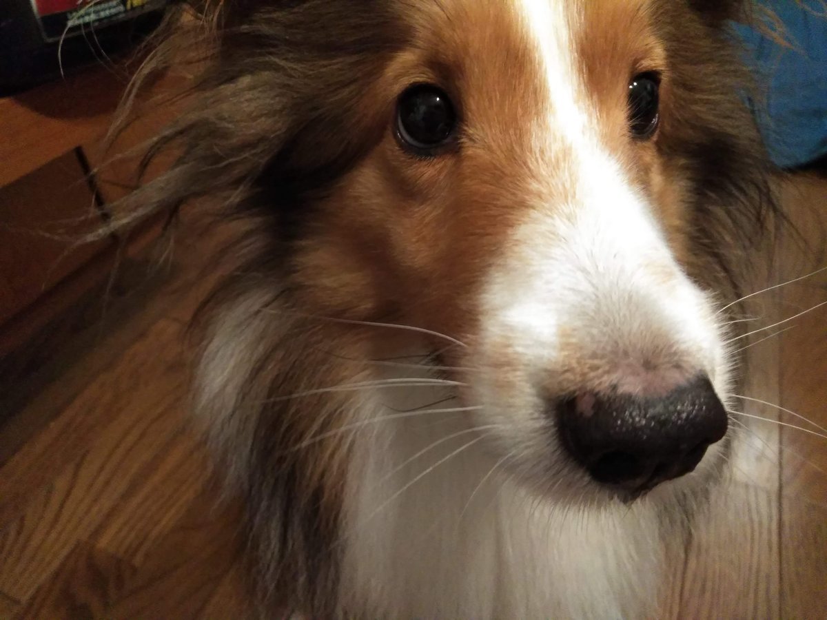 心配顔のシェルティ