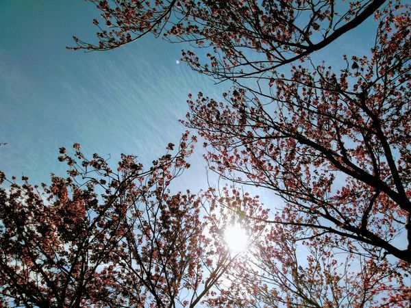 逆光の桜と太陽の光