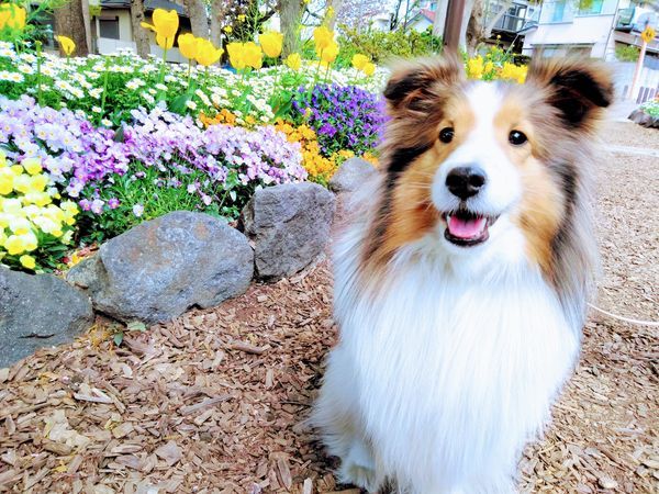 花壇の前で笑顔の犬