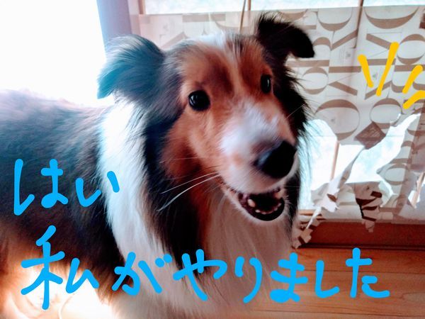 f:id:midoer:20200608163117j:plain 障子紙を破いた犬