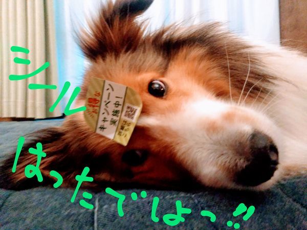 f:id:midoer:20200608163137j:plain おでこにシールを貼られた犬