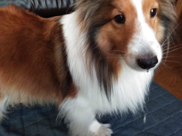 飼い主の様子を伺う犬