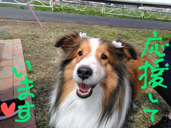 笑顔で応援する犬