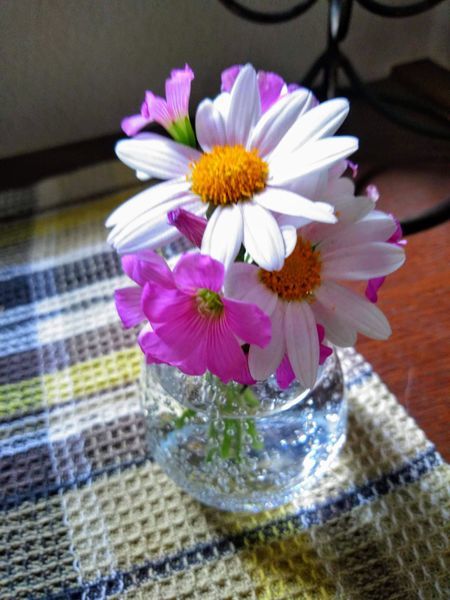 小さなガラスの花瓶のマーガレット