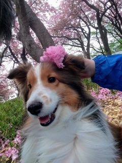 八重桜と犬