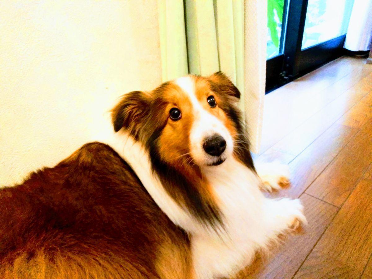 リビングの床で伏せをする犬