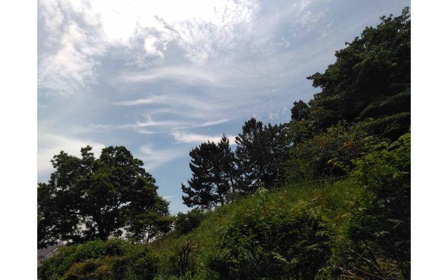 樹木と雲の画像イメージ