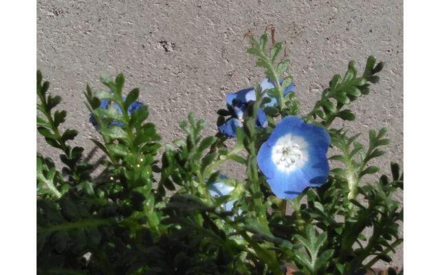 実力が開花しますように花のイメージ画像