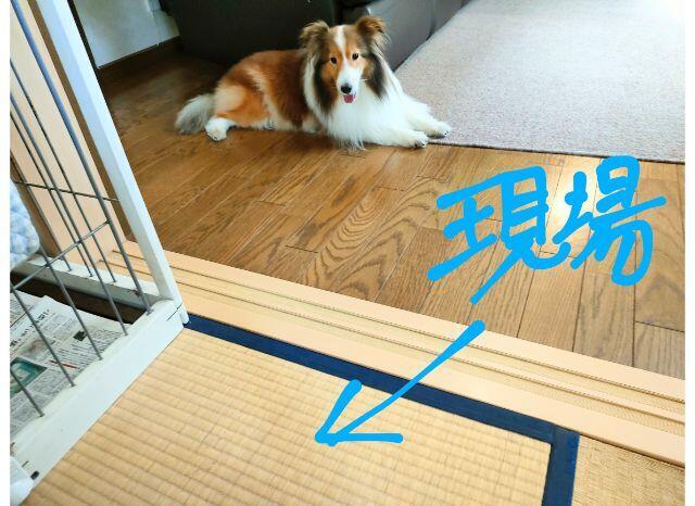 現場のタタミと犬