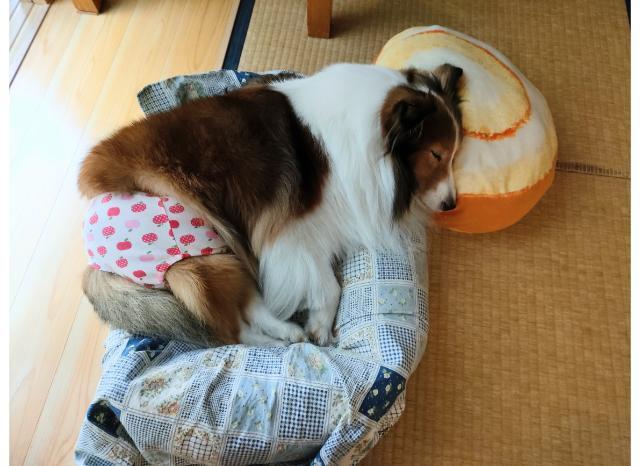 ベッドで横になるシェルティ