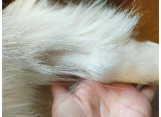 バリカンされた犬の前脚