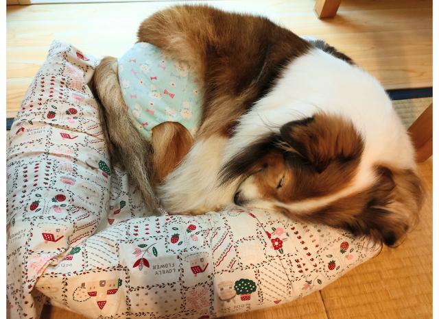 パンツを履いて寝ているシェルティ