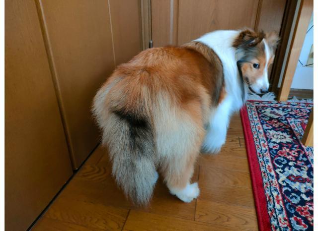 ふりむくシェルティ