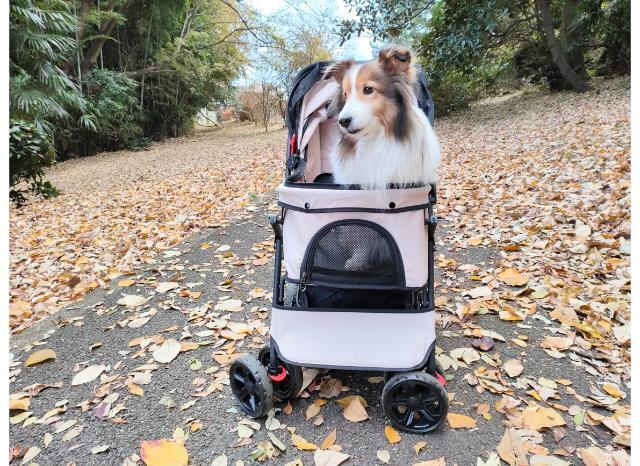 落ち葉とドッグカートの犬
