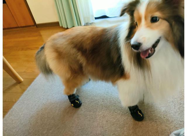 リビングで靴の練習をする犬