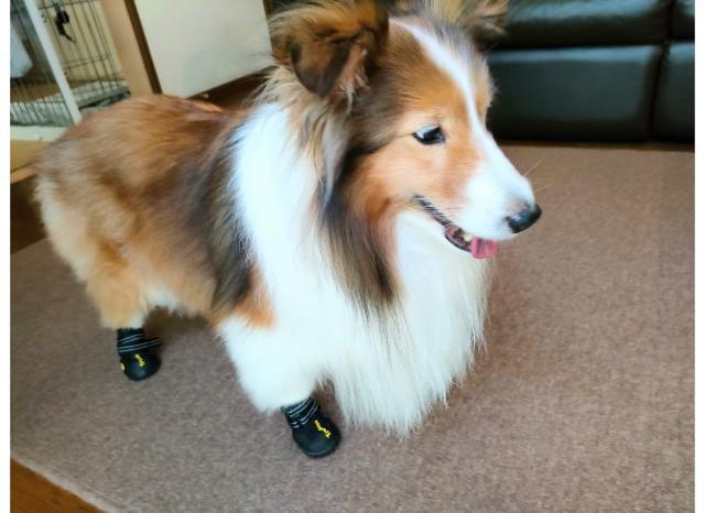 靴を嫌がらないで履いている犬